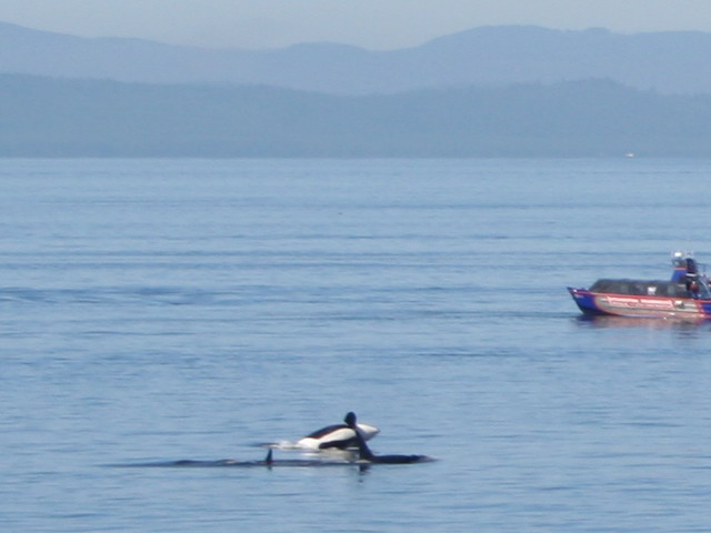 Orcas
